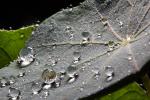 Dew Drop on a leaf, waterlens, dewdrop, OFLD01_259