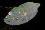 Dew Drop on a leaf, waterlens, dewdrop, OFLD01_260