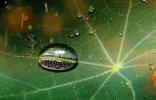 Dew Drop on a Nasturtium leaf, waterlens, dewdrop
