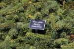 Norway Spruce, Pendula, (Picea abies), OFLD01_272