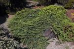 Norway Spruce, Pendula, (Picea abies), OFLD01_273