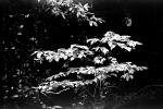Leaves in a Forest, OFLPCD0656_077