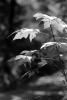 Leaves in a Forest, OFLPCD0656_108