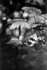 Leaves in a Forest, OFLPCD0656_110