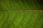 fractal viens, close-up of Leaf texture, OFLV01P01_15.0218