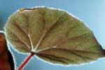 Hairy Leaf, OFLV01P07_12.3295