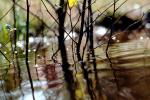 water, twigs, OFLV01P10_18.3295