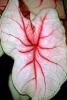 Coleus fractal Leaf, veins, OFLV01P11_02.3295