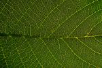 Walnut Leaf, Close-up, OFLV02P01_06.0218