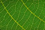 Walnut Leaf, Close-up, OFLV02P01_07B.0218