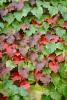 Ivy Wall, fall colors, Autumn, Colorful, Beautiful, Exterior, Outdoors, Outside, OFLV02P03_11.0218