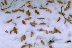 Decaying Leaves, decay, leaf, decomposing, Snow, Cold, Ice, Chill, Chilled, Chilly, Frigid, Frosty, Frozen, Icy, Nippy, Snowy, Winter, Wintry, OFLV02P04_13.0218