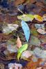 Decaying Leaves, decay, leaf, water, decomposing, OFLV02P05_01B