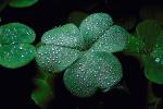 Clover Leaf, dew drops, close-up, OFLV02P06_18.0218