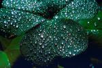 Clover Leaf, dew drops, close-up, OFLV02P06_19.0218