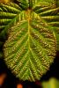 close-up Leaf fractal