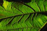 Close-up Leaf Veins fractal