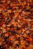 Fallen Leafs, Autumn Colors, leaves on the ground, texture, autumn, OFLV02P09_10.0218