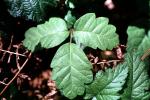 Poison Oak, Leaf, OFLV05P01_11