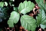Poison Oak, Leaf, OFLV05P01_12