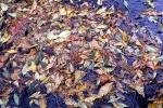Fallen Leaf, decay, decaying, decomposition, OFLV05P02_17