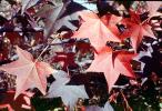 Fallen Leaf, decay, decaying, decomposition, OFLV05P04_08