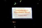 Leucodendron, Cloudbank Ginny