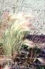 Wheat grass, OFLV05P05_16