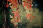 Fall Colors, Maple Leafs, autumn, OFLV05P09_01