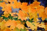 Fall Colors, Maple Leafs, autumn, OFLV05P09_03