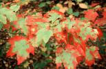 Leaves turning color, decay, deaying, autumn, OFLV05P09_12