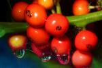 Water dripping from berries, waterlens, OFND01_008