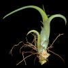 (Tilandsia intermedia), Airplants, Epiphyte, Tillandsia, OFOD01_032