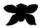 Orchid silhouette, logo, shape, OFOV01P03_18.3296M
