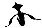 Lady Slipper silhouette, logo, shape, OFOV01P04_16.3296M