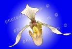 Lady Slipper, Erotic Flower, Sensuous, Sensual, OFOV01P04_16C.3296