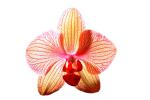 orchid photo-object, object, cut-out, cutout, OFOV01P10_15F