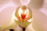 Erotic Flower, Sensuous, Sensual, OFOV01P11_10