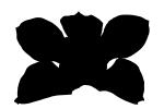 Orchid silhouette, logo, shape, OFOV01P14_02M