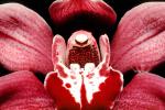 Erotic Flower, Sensuous, Sensual, OFOV01P14_03