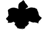 Orchid silhouette, logo, shape, OFOV01P14_07M