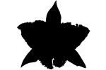 Orchid silhouette, logo, shape