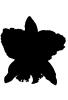 Orchid silhouette, logo, shape, OFOV01P15_18M
