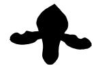 silhouette, logo, Orchid shape