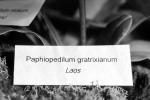 Paphiopedilum gratixianum