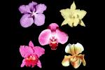 Orchid Mosaic