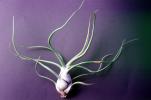Air Plant, Airplant, Airplants, Epiphyte, Tillandsia, OFOV03P01_18