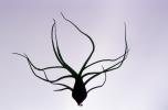 Air Plant, Airplant, Airplants, Epiphyte, Tillandsia, OFOV03P01_19