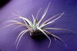 Air Plant, Airplant, Airplants, Epiphyte, Tillandsia, OFOV03P02_01