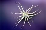 Air Plant, Airplant, Airplants, Epiphyte, Tillandsia, OFOV03P02_02